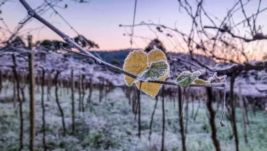 Foto de Massas de ar polar trazem frio congelante