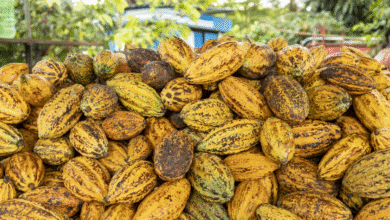 Foto de Nestlé vai plantar 11 milhões de árvores em regiões produtoras de cacau e café