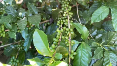 Foto de Produtores de café do Brasil plantam mais árvores para aumentar a colheita