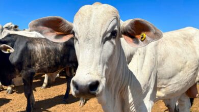 Foto de A faca de dois gumes e o ‘imponderável risco’ para o mercado do boi, segundo o Itaú BBA