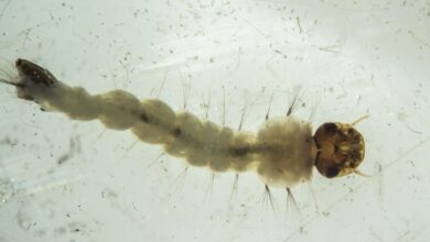 Foto de Brasil inaugura maior biofábrica do mundo de mosquitos “do bem”