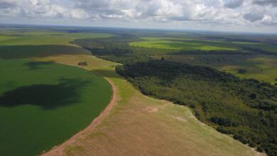 Foto de Syngenta e Itaú BBA “exportam” sustentabilidade e levam programa Reverte ao Paraguai
