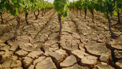 Foto de Produtores de vinhos descobrem o “terroir” do caos climático