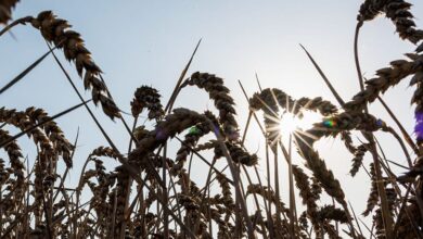 Foto de Ondas de calor na Europa: uma boa notícia para o milho brasileiro