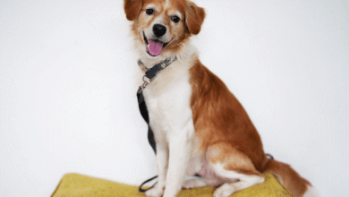 Foto de Amamos nossos cães e gatos. Mas eles são prejudiciais ao meio ambiente?