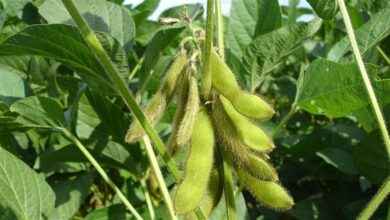 Foto de Resistência do leiteiro a herbicidas acende a…