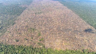 Foto de Desmatamento é responsável por mais de 28 mil mortes anuais por calor