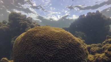 Foto de Calor, acidez das águas e pouco alimento ameaçam ecossistemas marinhos