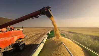 Foto de 3Tentos encontra cenário “fértil” e surpreende. Resultado faz ação disparar