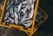 Foto de Abertura de mercados para o Brasil na Malásia…