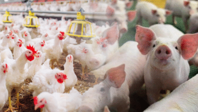 Foto de Treinamento sobre manejo de resíduos da…