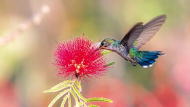 Foto de Primavera começa com ondas de calor e baixa umidade no país