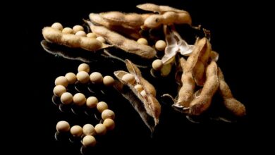 Foto de Compras da China e aumento de demanda sustentam “otimismo seletivo” do Itaú BBA no agro