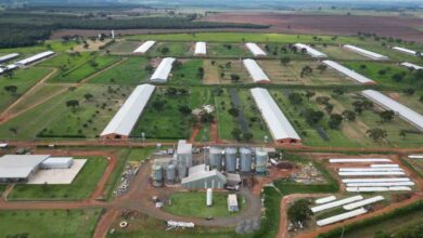 Foto de De grão em grão, Rio Bravo começa a encher o papo… com a Raiar Orgânicos
