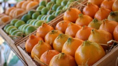 Foto de Produção de citros cresce 17,2% em Minas…