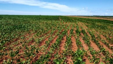 Foto de Plantio de soja se estende e irregularidade…