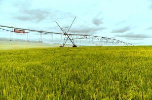 Foto de Setor da irrigação impulsiona indústrias no Brasil: parcerias estratégicas e desenvolvimento