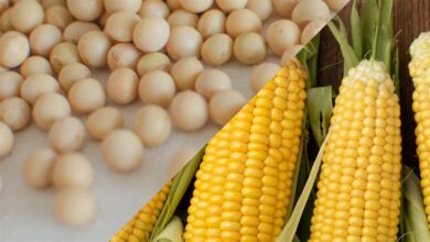 Foto de Paraná estabiliza plantio de soja e milho…