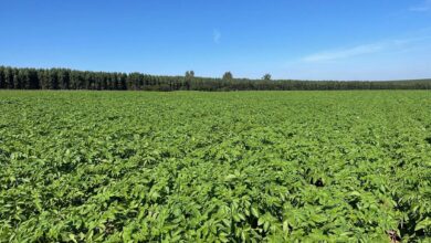 Foto de Brasilseg quer casar seguro rural com…