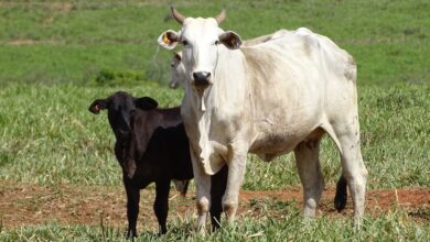 Foto de Índia libera importação de derivados bovinos do Brasil