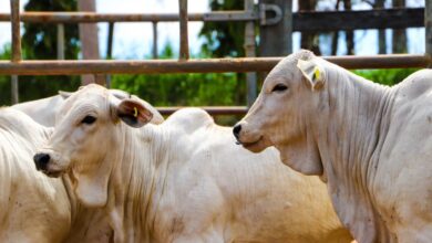 Foto de campanha de vacinação vai até dezembro