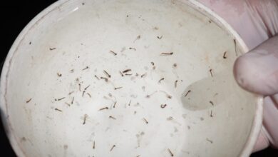 Foto de Dengue tipo 3 entrou no Brasil pelo Caribe e Costa Rica