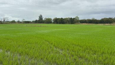 Foto de desafios e perspectivas para produtores e indústrias