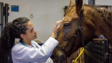 Foto de Comissões debatem impactos do ensino a…