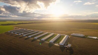 Foto de Da granja ao varejo, Nutribras fecha ciclo de R$ 500 milhões em busca da autossuficiência