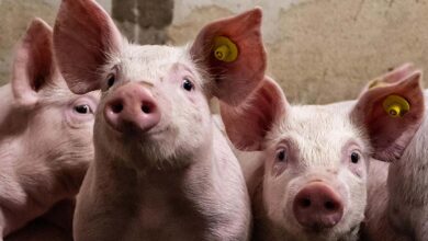 Foto de comitê do Defra recomenda proibição de…