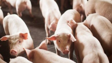 Foto de Comitê britânico recomenda proibição do uso…