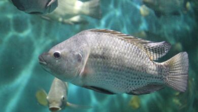 Foto de Ministério do Meio Ambiente nega intenção de…