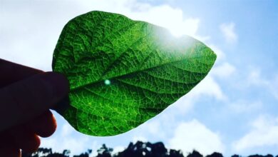 Foto de Mercados acompanham recuperação em sessão…