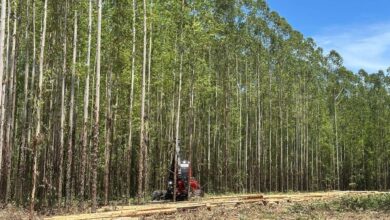 Foto de Eldorado vai dobrar área de plantio de…