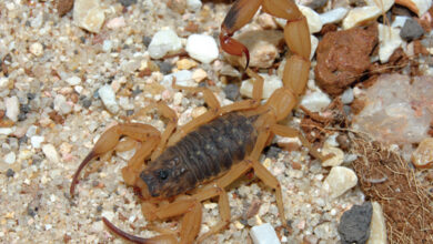 Foto de SP alerta para o aumento de casos de acidentes por escorpiões no verão; veja cuidados