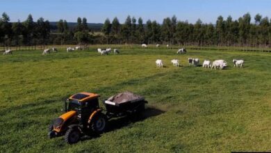 Foto de Fertilizante e corretivo de solo sustentável, AgroSilício entra na conta dos CBios da produção de cana