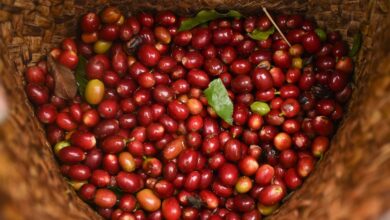 Foto de Colheita elevada deve derrubar cotações de café e cacau em 2026, segundo o Rabobank