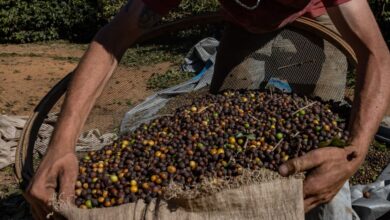 Foto de Mudanças climáticas aceleram produção de robusta em relação ao grão arábica no Brasil