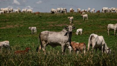 Foto de Agro brasileiro busca provar que é possível produzir carne bovina de baixo carbono