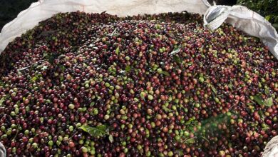 Foto de UE adia sanções da lei antidesmatamento em…