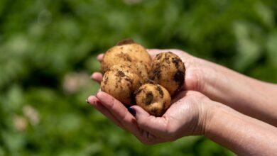Foto de Batata frita de baixo carbono? PepsiCo e Yara expandem parceria global e lançam projeto no Brasil