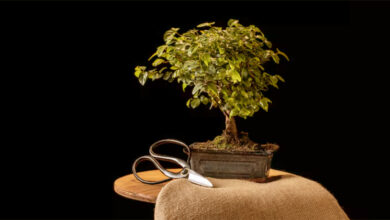 Foto de Árvore em miniatura: livro gratuito da USP explica a prática do bonsai