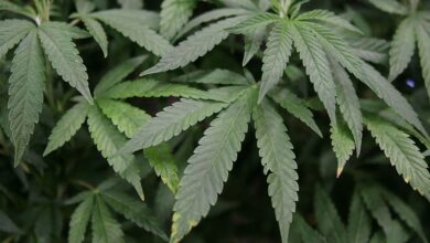 Foto de Trump estuda reclassificar a cannabis e abre perspectiva de salto para o mercado