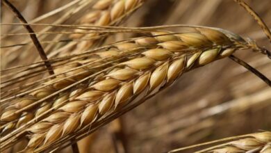 Foto de RS conclui colheita de cevada com alta…