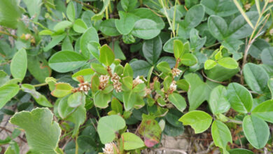 Foto de Estudo comprova ação anti-inflamatória, analgésica e antiartrítica de planta usada em medicina popular