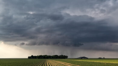 Foto de Janela para plantio acompanha o período de…