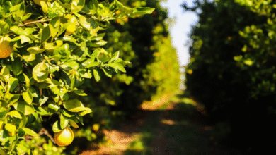 Foto de Prazo para entrega de relatório…