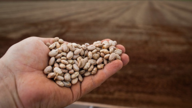 Foto de Exportações de feijão batem recorde anual,…