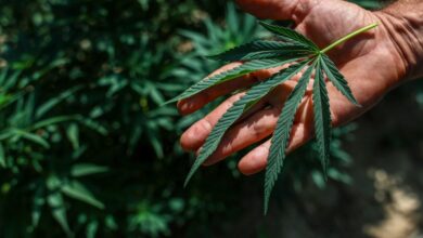 Foto de Em decisão histórica, Trump assina decreto que reduz restrições à maconha nos EUA