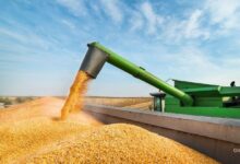 Foto de Déficit de armazenagem redefine o mercado de grãos no Brasil em meio à safra recorde, analisa Biond Agro